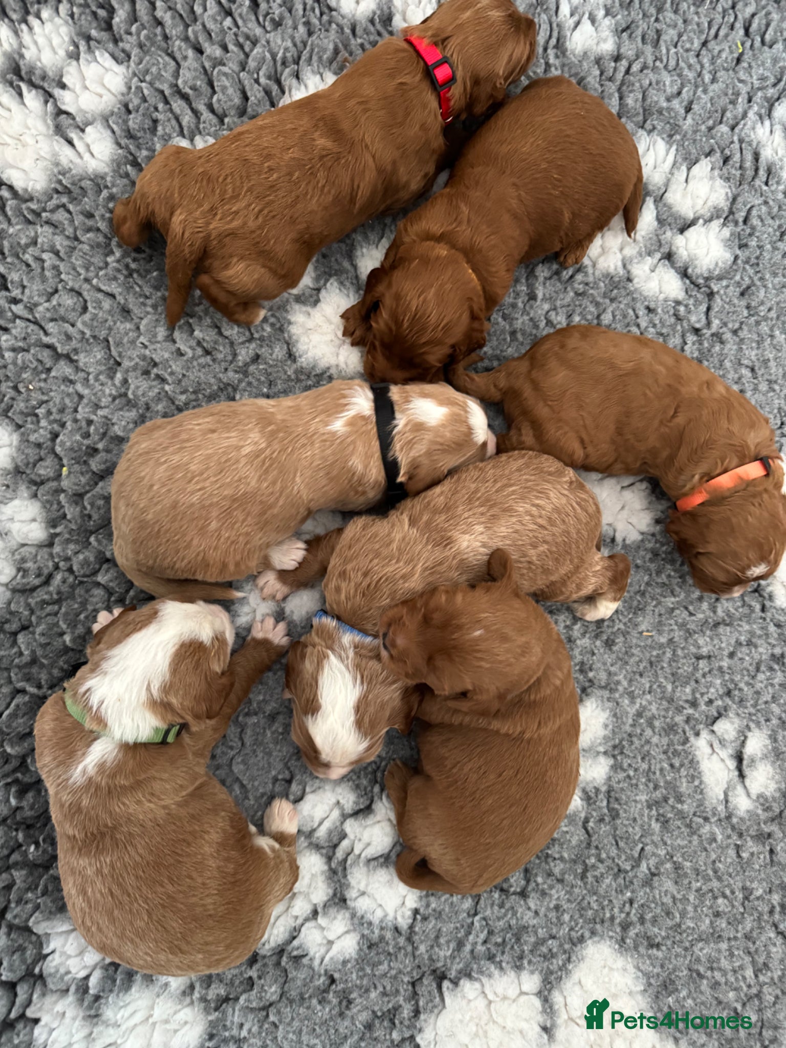 Australian Labradoodle dogs for sale: Gorgeous Tuxedo Marking Australian Labradoodles - Advert 11