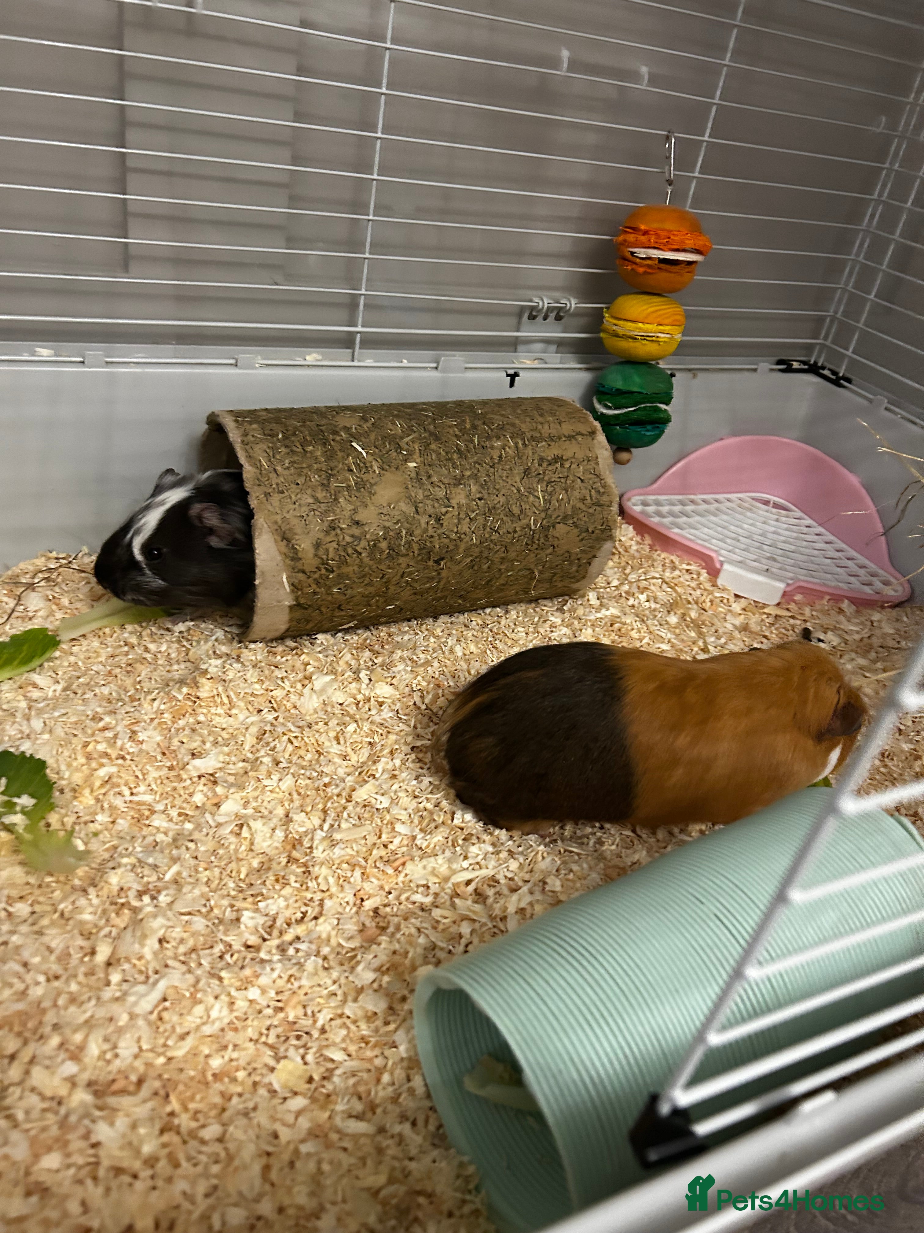 Guinea Pig rodents Two baby male guinea pigs and cage full set up - Advert 3