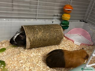 Guinea Pig rodents Two baby male guinea pigs and cage full set up - Advert 17