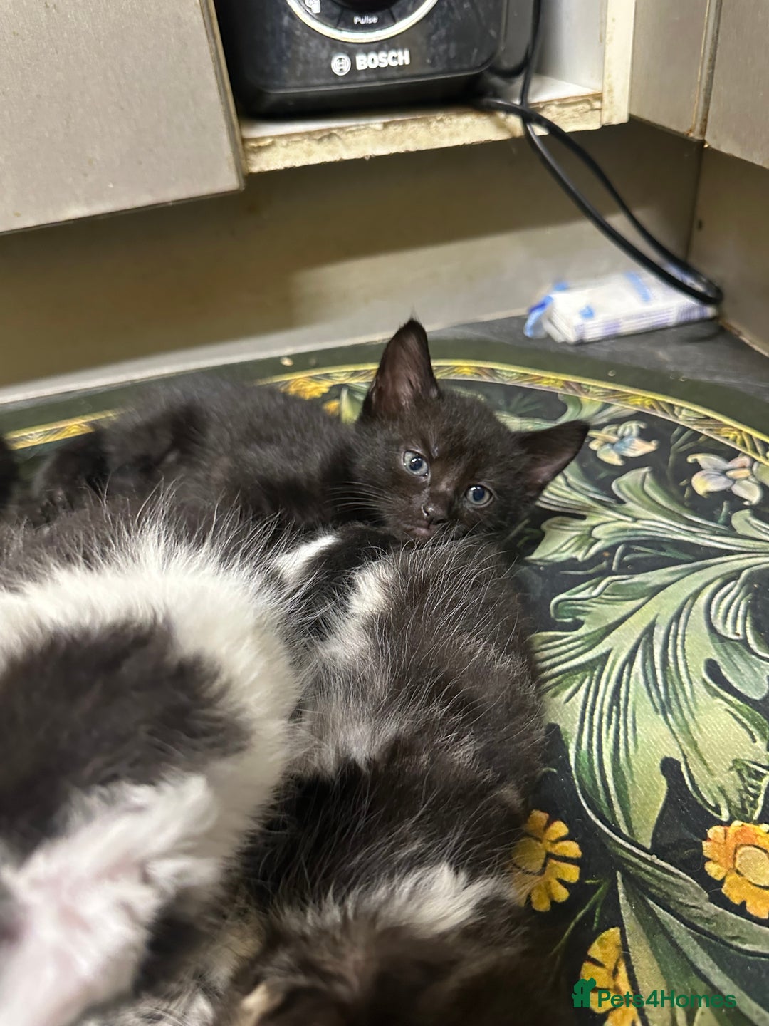 British Longhair cats for sale: Beautiful & playful kittens ready for new home - Image 8