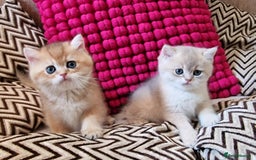 British Shorthair cats for sale: GOLDEN BRITISH SHORTHAIR KITTENS TICA  - Image 37