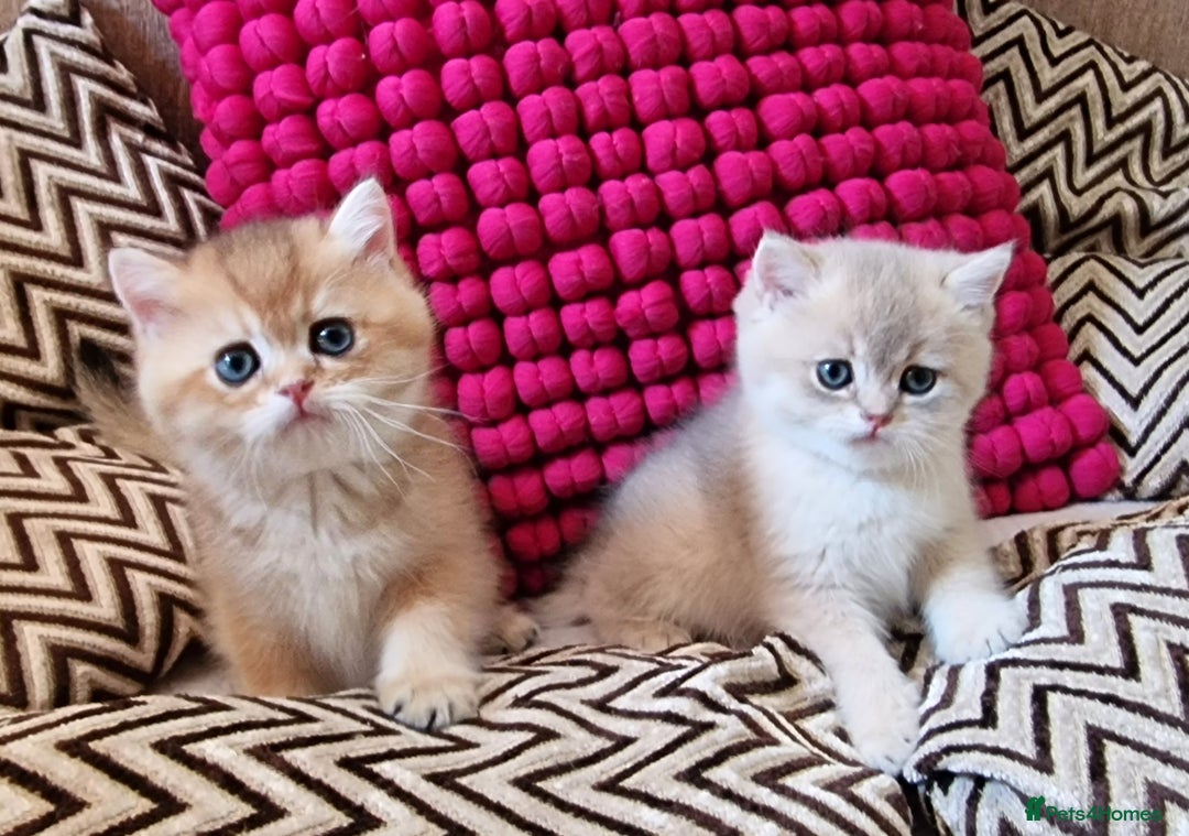 British Shorthair cats for sale: GOLDEN BRITISH SHORTHAIR KITTENS TICA  - Image 37