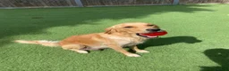 Golden Retriever dogs for sale: KC REGISTERED ®️ 5 STAR ⭐️ GOLDEN RETRIEVER 🐶  - Advert 24