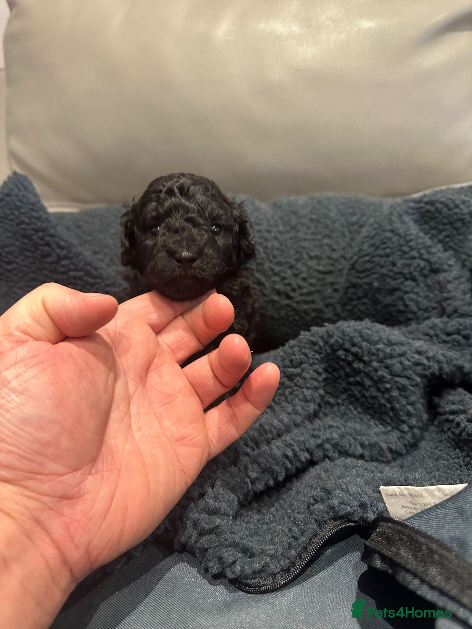 Maltipoo dogs Maltipoo puppies  - Advert 7