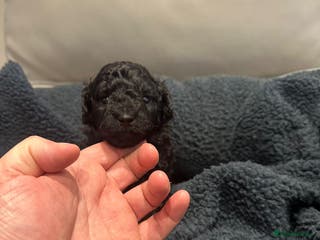 Maltipoo dogs Maltipoo puppies - Advert 7