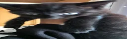 British Shorthair cats for sale: Kittens  - Advert 6
