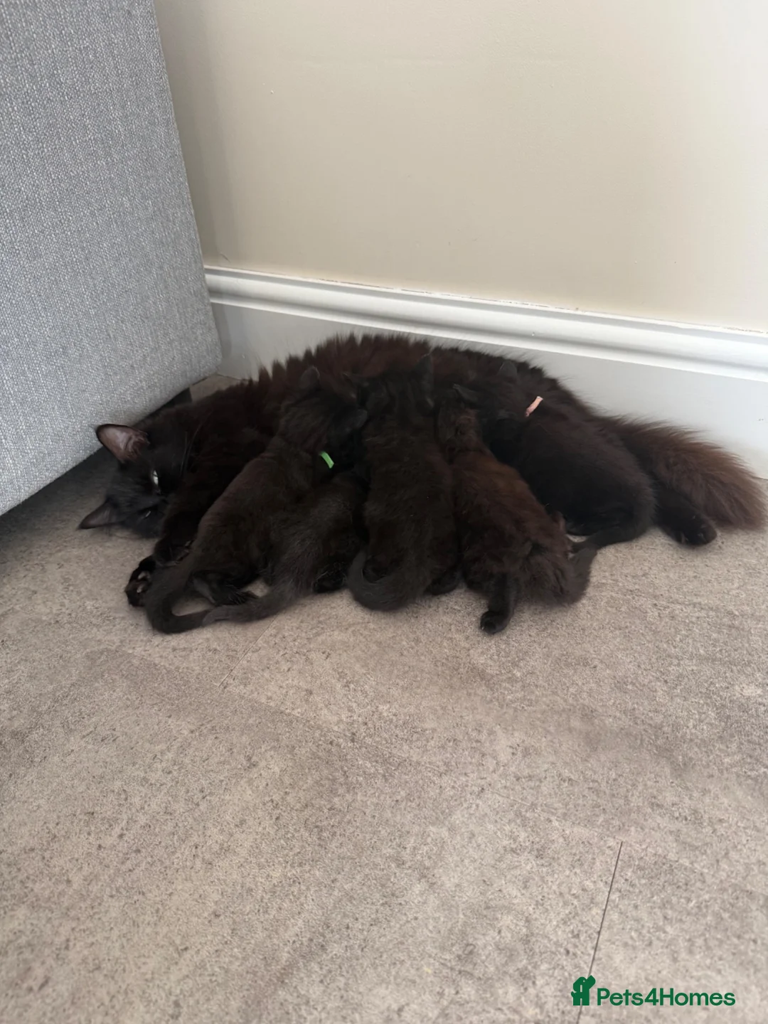 Mixed Breed cats for sale: Mixed breed kittens  - Advert 1