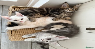 Maine Coon cats - Advert 1