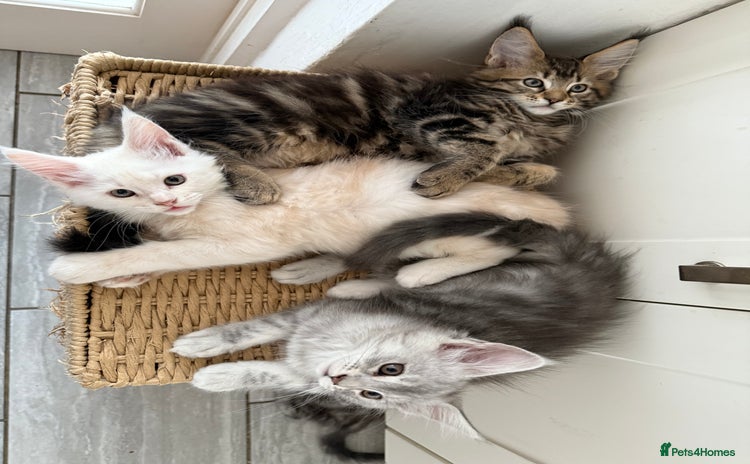 Maine Coon cats - Advert 1