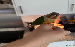 Conures birds for sale: Green cheek cross pineapple Conure  - Image 4