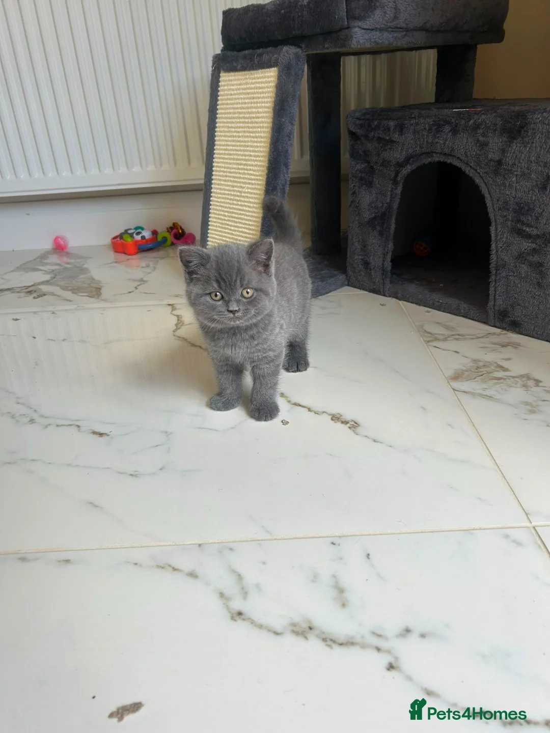 British Shorthair cats for sale: Bsh pedigree kittens  - Advert 23