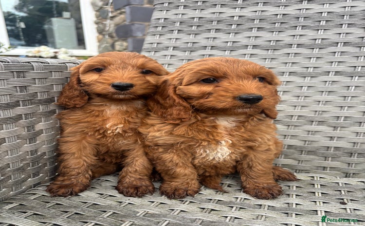 Cockapoo dogs - Advert 4