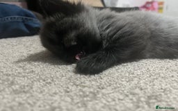 Mixed Breed cats for sale: 1 handsome boy for sale - Image 1