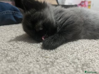 Mixed Breed cats - Advert 2