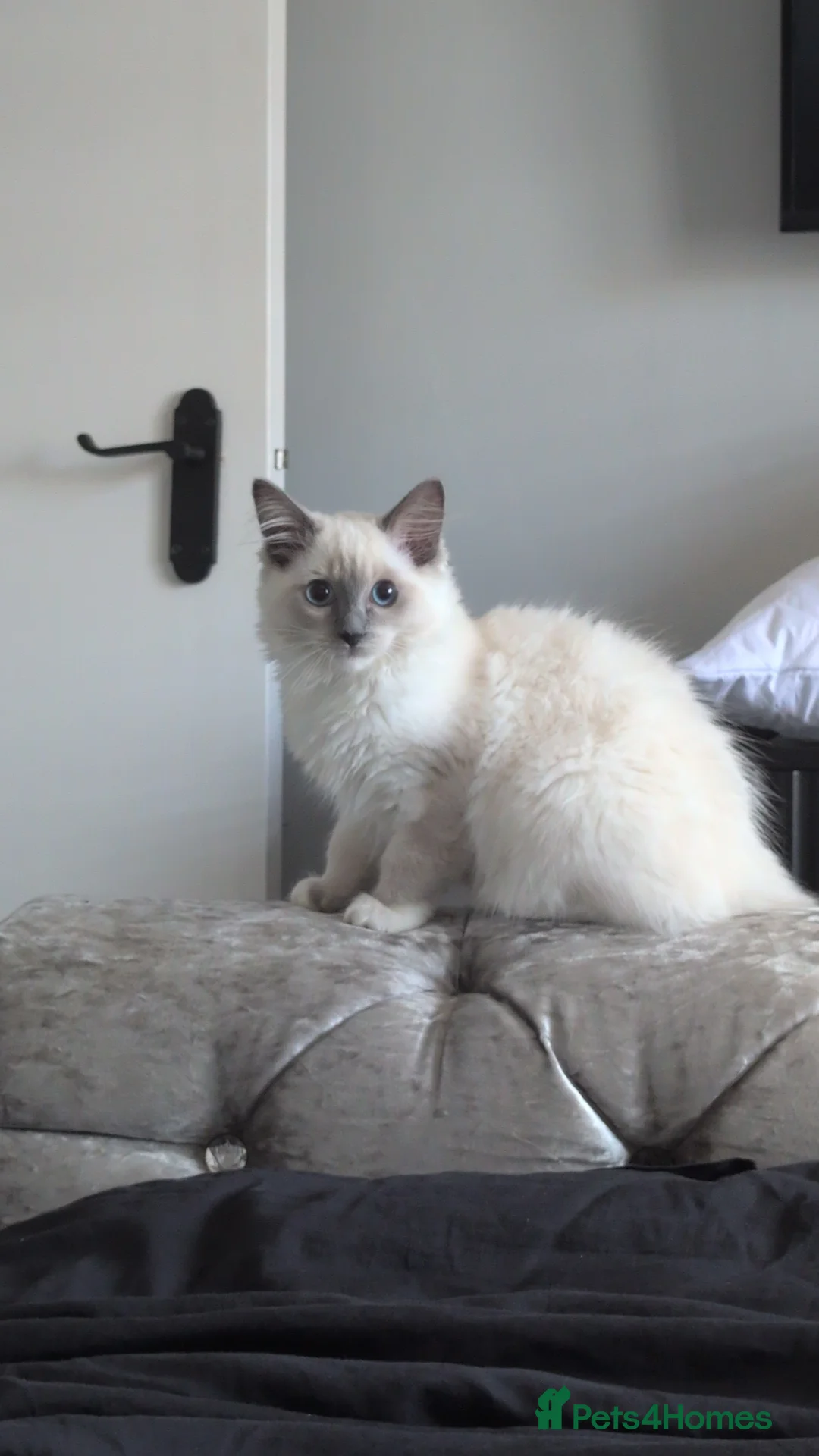 Ragdoll cats for sale: Female ragdoll kitten 12 weeks old  - Advert 4