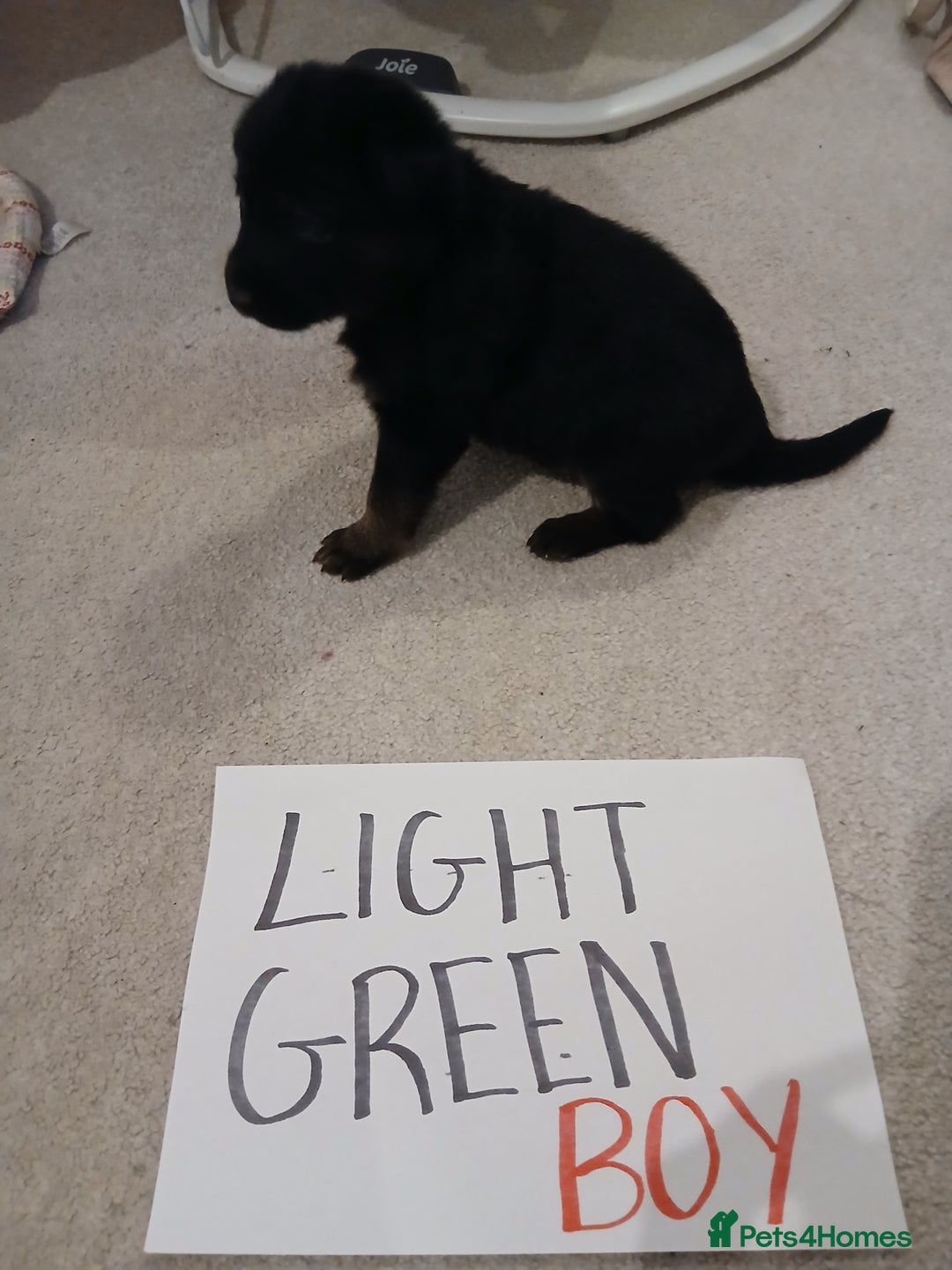 German Shepherd dogs for sale: Amazing german shepherd pups - Advert 17