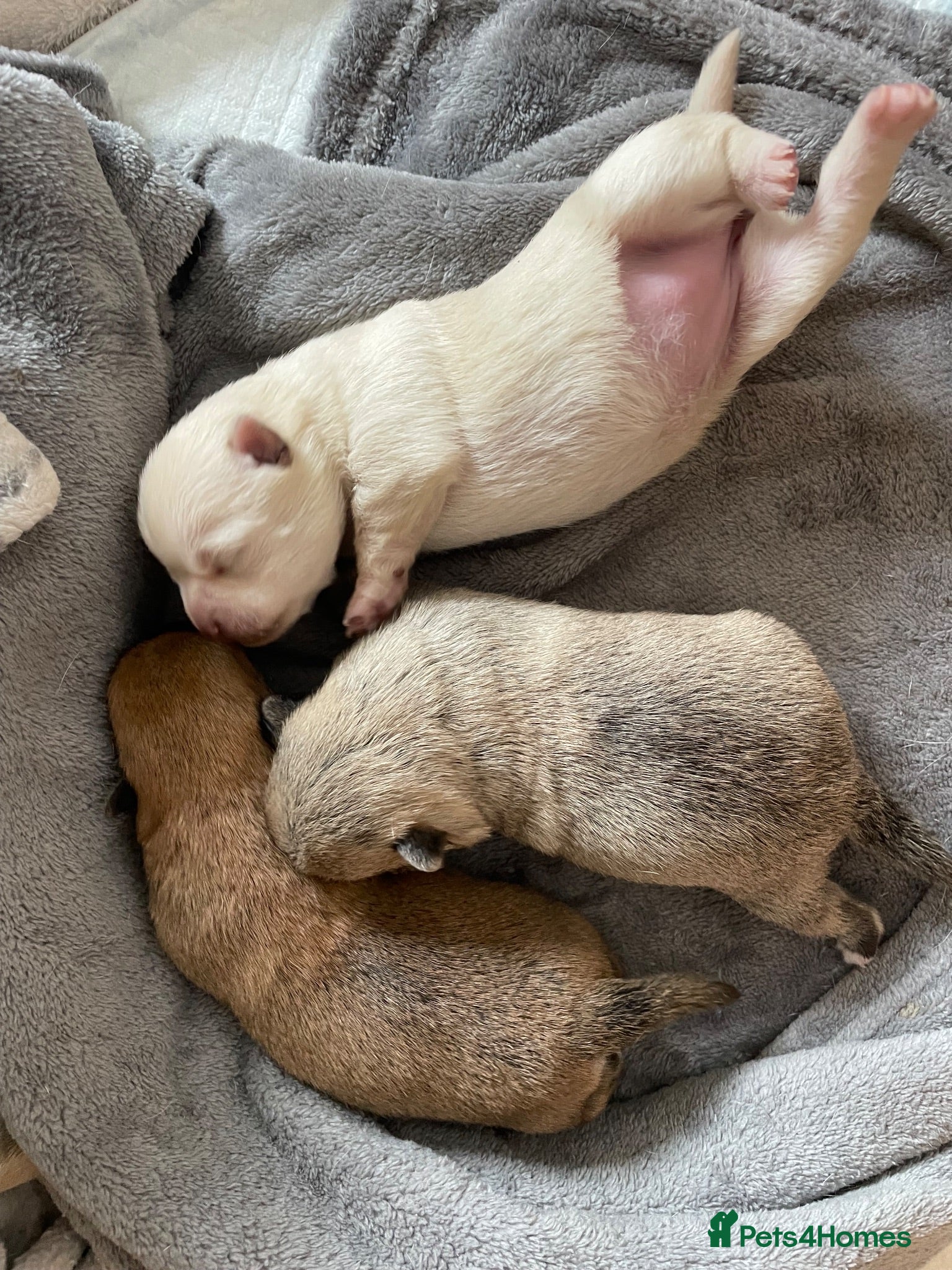 Pomchi dogs Pomchi puppies - Advert 3