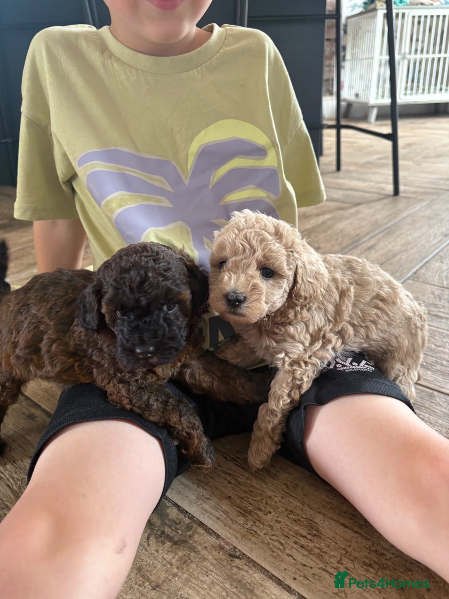 Cavapoo dogs Cavapoo puppies 3 Left  🐶Reduced  - Advert 8