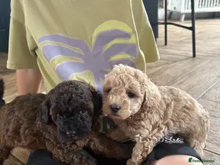 Cavapoo dogs Cavapoo puppies 3 Left 🐶Reduced - Advert 8