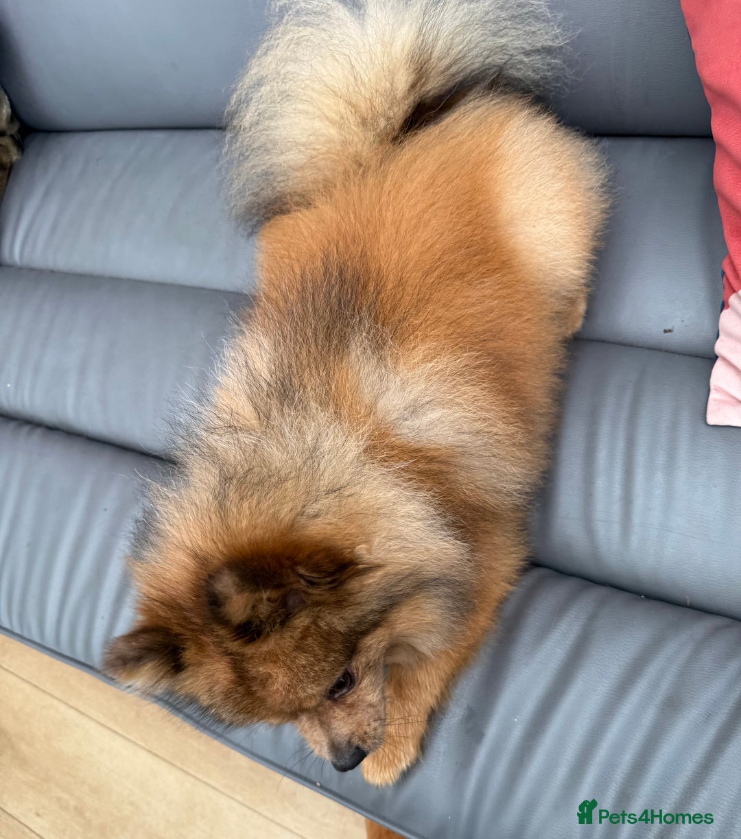 Pomeranian dogs for sale: Very fluffy Orange Sable Pomeranian boy  - Advert 9