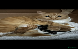 Mixed Breed cats for sale: Extra fluffy kittens - Image 1