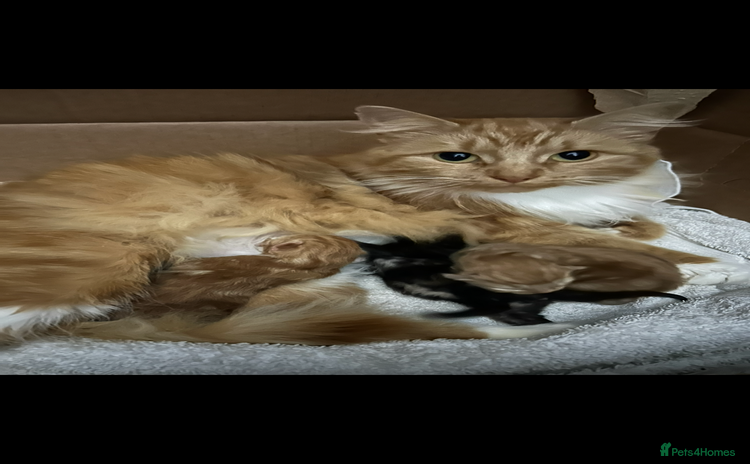 Mixed Breed cats - Advert 1