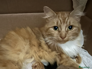 Mixed Breed cats - Advert 20