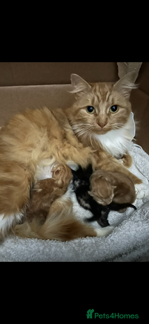Mixed Breed cats - Advert 1