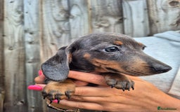 Miniature Dachshund dogs for sale: Miniature dachshund puppies  - Image 16