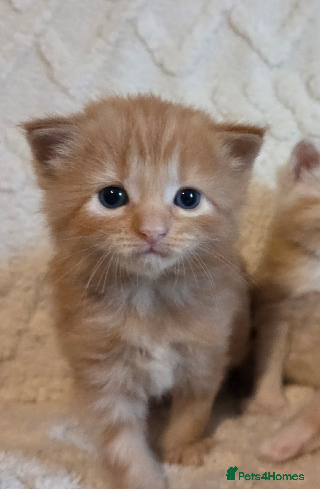 Maine Coon cats for sale: Fluffy ginger and cream maine coon cross kittens - Image 4