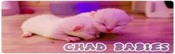 British Shorthair cats for sale: British Blue & Munchkin Kittens & Scottish Fold - Advert 33