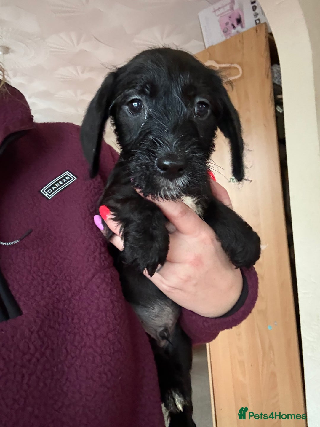 Mixed Breed dogs for sale: 🐾❤️ dachshund x Jack Russell puppies ❤️🐾 - Advert 5
