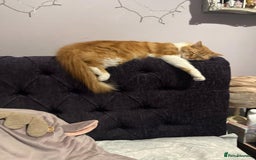 Persian cats for adoption: Super Loving Tripod Girl - Image 2