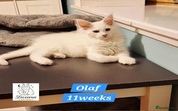 Maine Coon cats for sale: Adorable Purebred Maine Coon Kittens–GCCF/Pedigree - Image 11