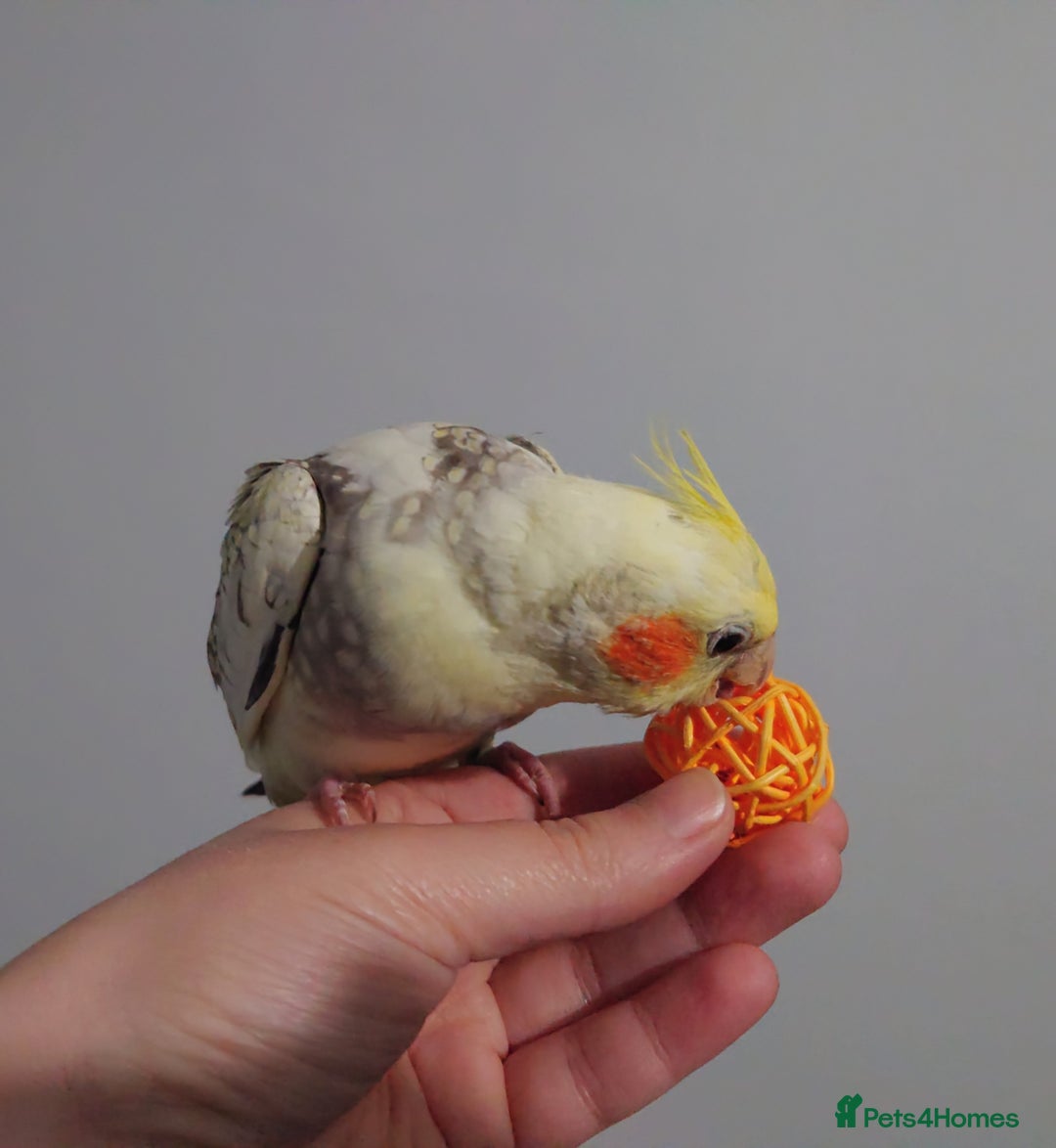 Cockatiels birds for sale: Hand reared silly tame DNA sexed baby cockatiels  - Image 12