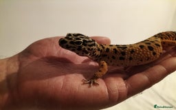 Leopard Gecko reptiles for sale: Female leopard gecko with complete setup - Image 2