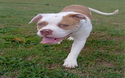 American Bulldog dogs for sale: Pick of litter male 🥰 in Ferryhill - Image 3