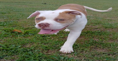 American Bulldog dogs in Ferryhill - Advert 3