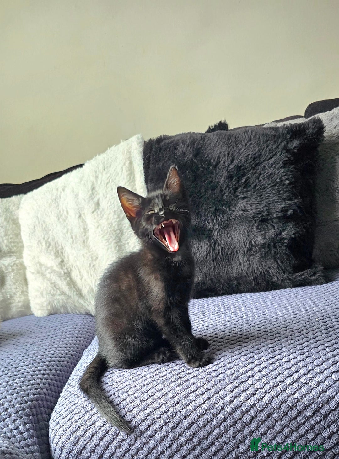 Mixed Breed cats for sale: Three boys looking for forever loving home  - Advert 14