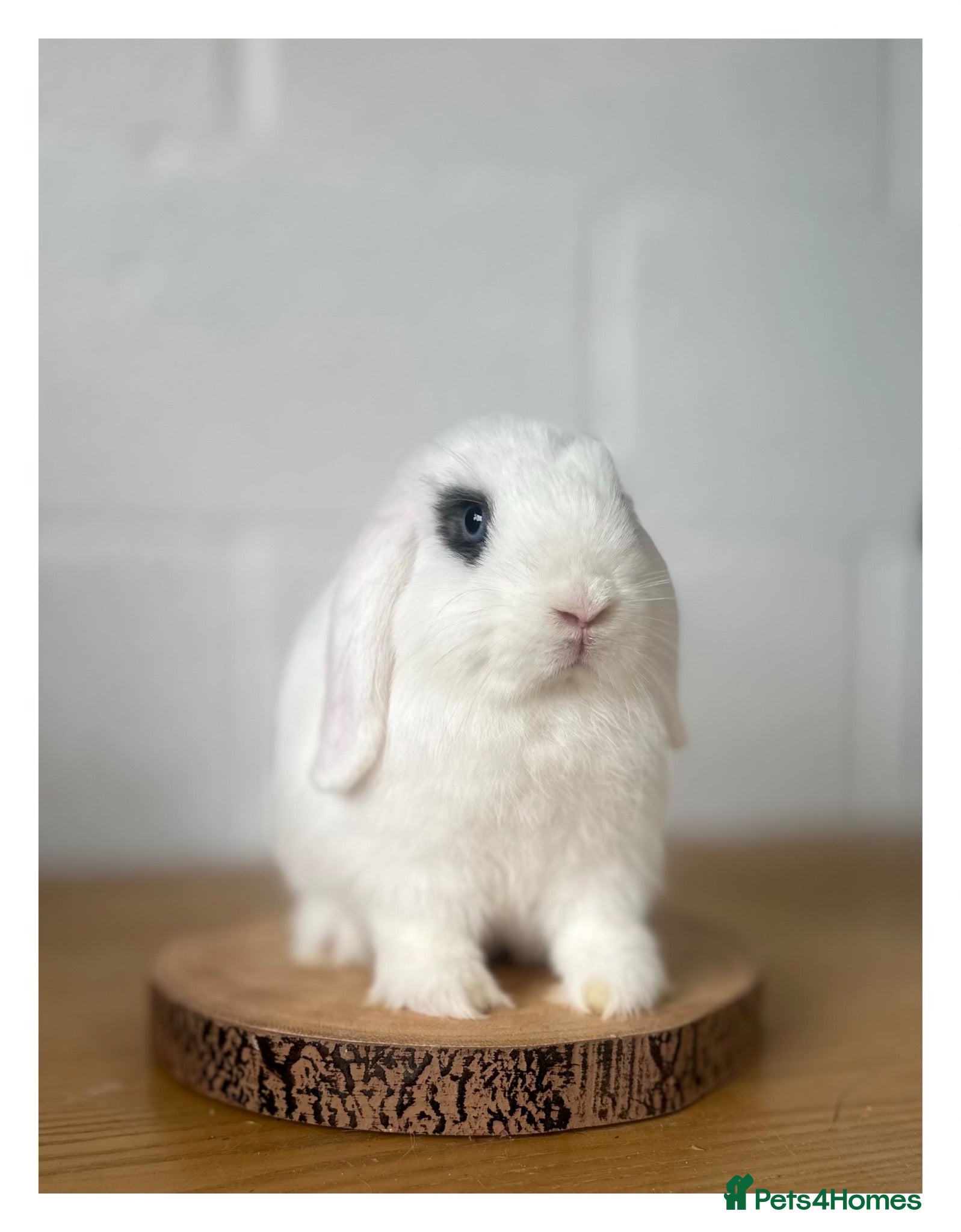 Mini Lop rabbits Last Boy - Mini lops - Ready to leave. - Advert 11