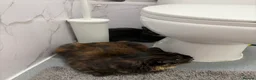 Mixed Breed cats for sale: 3 cats for sale  - Advert 4