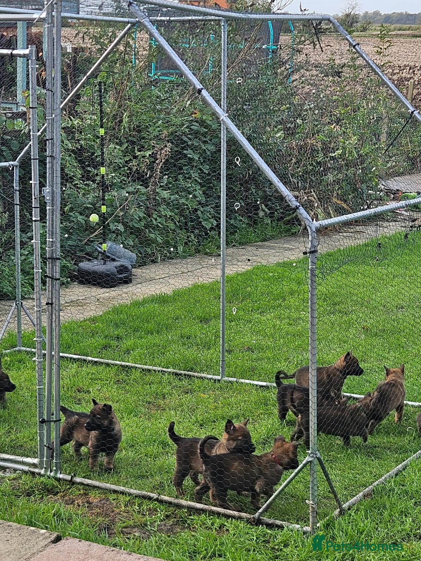 Mixed Breed dogs for sale: German Shepherd x Belgian Malinois - Advert 1