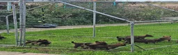 Mixed Breed dogs for sale: German Shepherd x Belgian Malinois - Advert 2