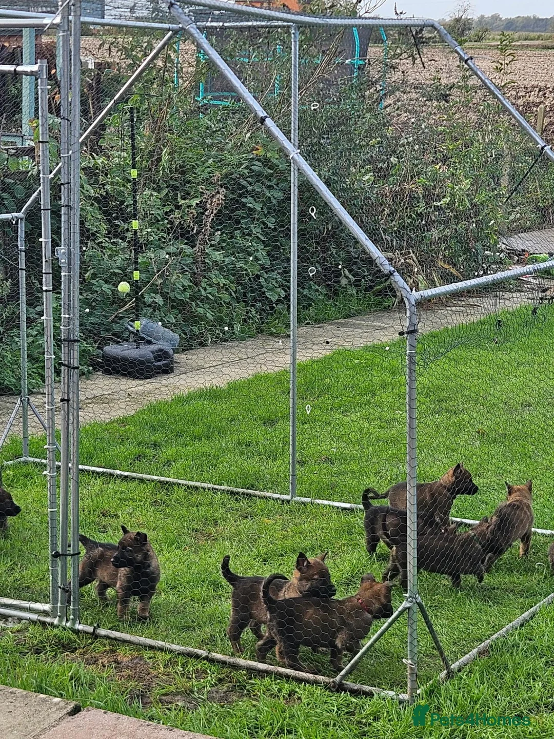 Mixed Breed dogs for sale: German Shepherd x Belgian Malinois - Advert 2