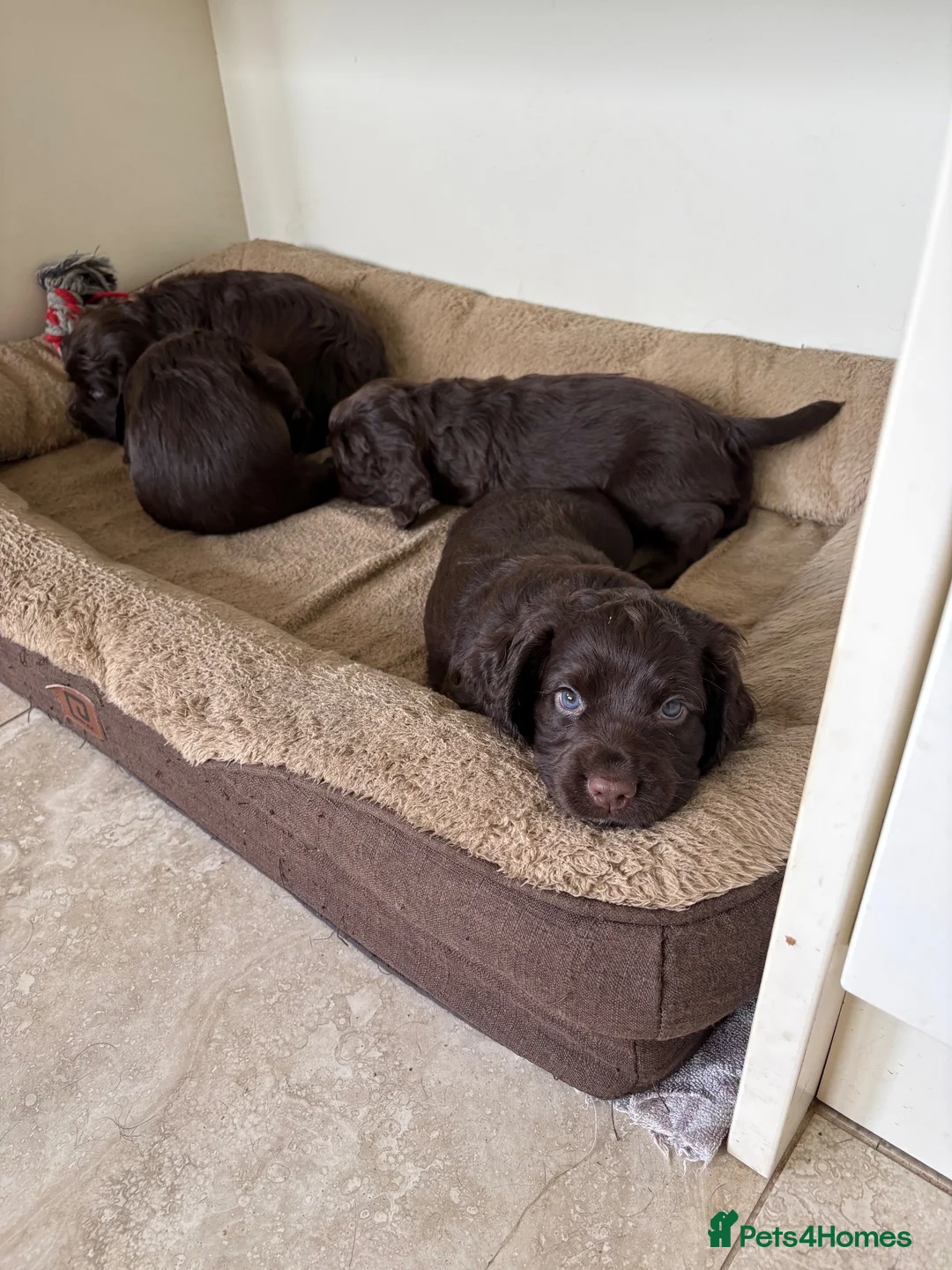 Cocker Spaniel dogs for sale: KC Registered working cocker spaniel pups in Brentwood - Advert 2