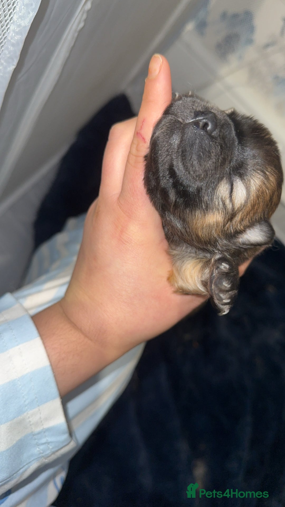 Chow Chow dogs for sale: Chow chow puppies  - Advert 39