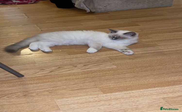 Ragdoll cats - Advert 8