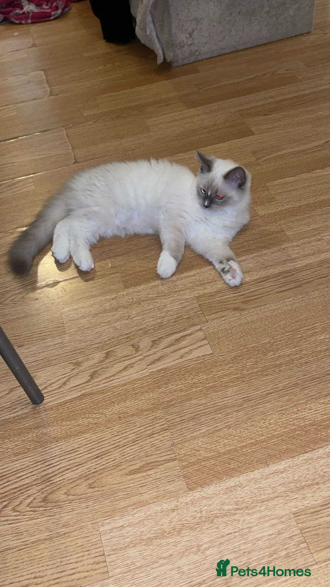 Ragdoll cats for sale: Ragdol - Image 1