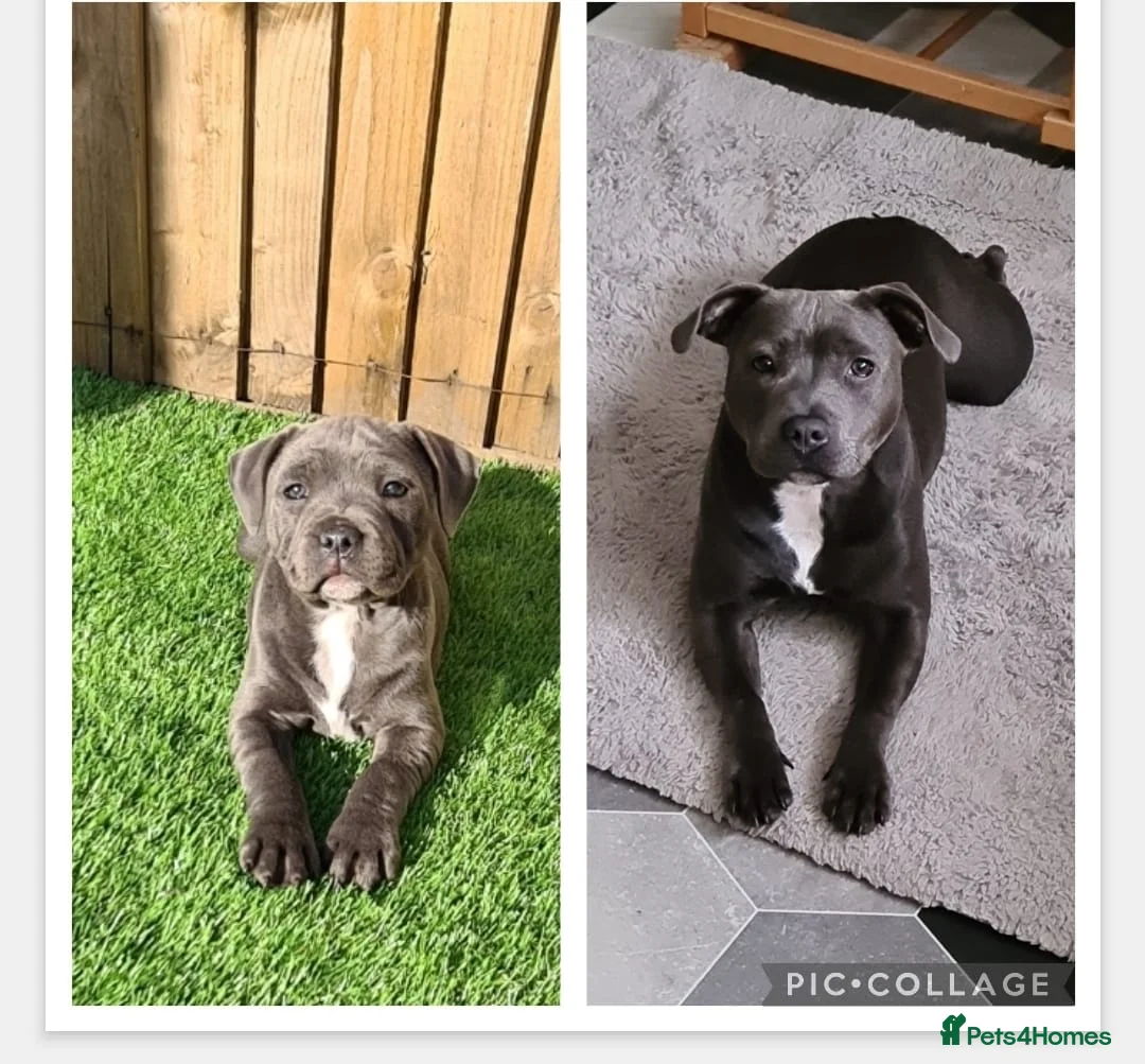 Staffordshire Bull Terrier dogs for sale: Staffordshire bullterrier (LAST 1 ) ready to go - Advert 7
