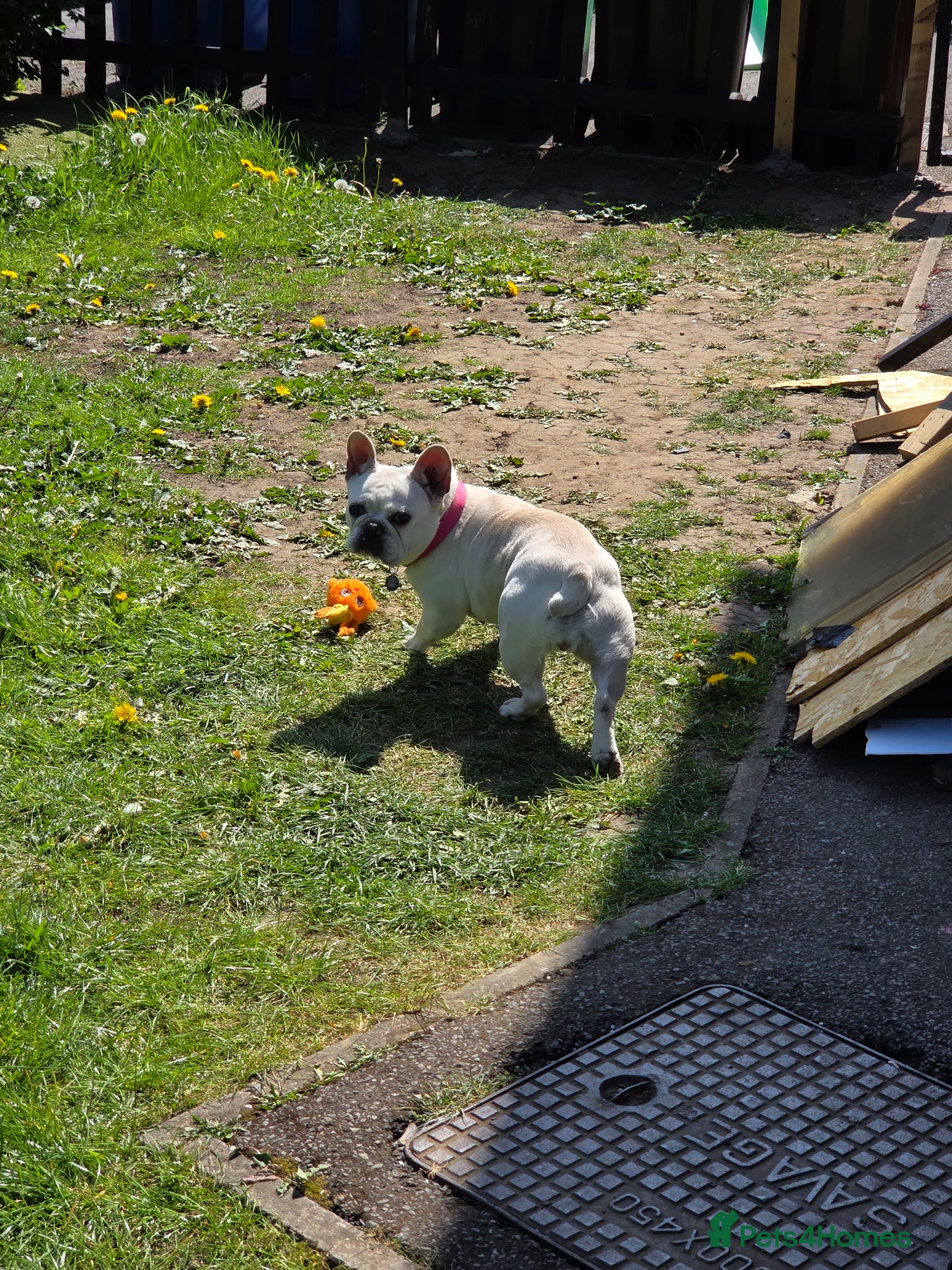 French Bulldog dogs Female French Bulldog - Advert 1
